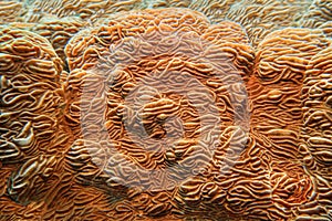 Organic texture of Elephant skin hard coral Pachyseris rugosa