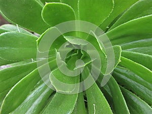 Organic texture. Green nature background. photo