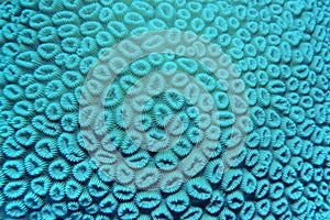 Organic texture of the hard honey comb coral . Abstract natural background