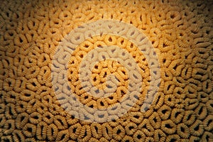 Organic texture of the honeycomb hard coral - Favia Favus