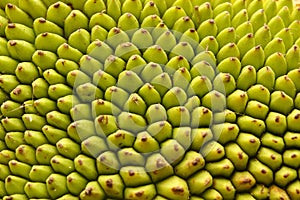 Organic Texture of a Jack fruit`s outer skin.