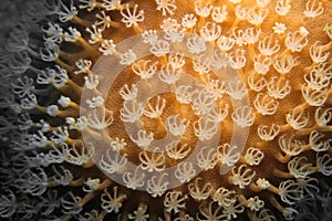 Organic texture of soft Slimy leather coral. Abstract background