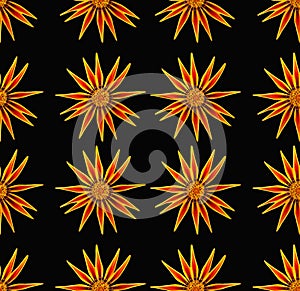 Organic textured pattern orange flowers on black seamless, beautiful daisy chamomile background wallpaper, nature conception