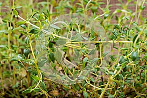 Organic Thyme Plant stalks and leaves   isolated on natural burlap. Thymus vulgaris in the mint family Lamiaceae.