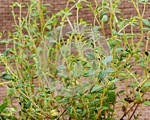 Organic Thyme Plant stalks and leaves    on natural burlap. Thymus vulgaris in the mint family Lamiaceae.