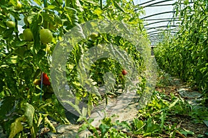 Organic tomato crops in a greenhouse