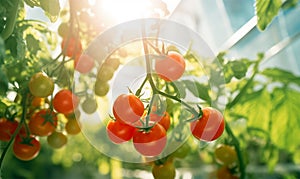 Organic tomato cultivation in greenhouse with copy space