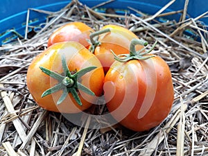 Organic tomato fresh from farm