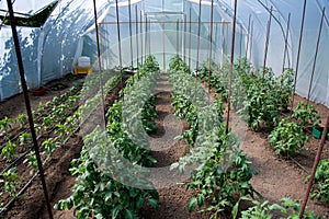 Organic tomato and pepper plants in a greenhouse and drip irrigation system