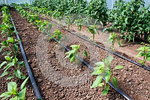 Organic tomato and pepper plants in a greenhouse and drip irrigation system