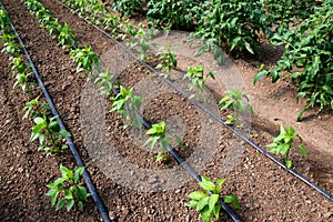 Organic tomato and pepper plants in a greenhouse and drip irrigation system photo