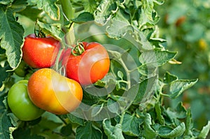 Organic tomato plant