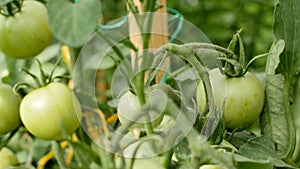 Organic tomato planting in garden