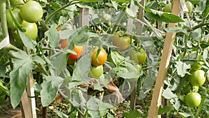 Organic tomato planting in garden