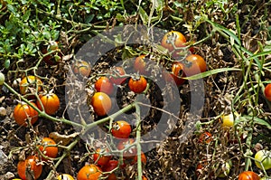 Organic tomato plants