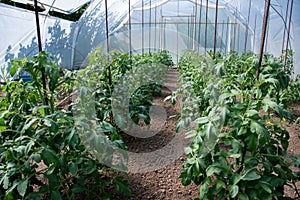 Organic tomato plants in a greenhouse and drip irrigation system