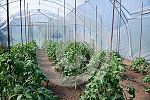 Organic tomato plants in a greenhouse and drip irrigation system