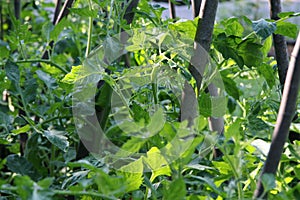 Organic Tomato Plants Growing in Garden.