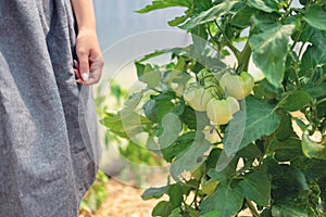 Organic tomato vegetables and plants in a greenhouse and hands of farmer woman. Ripe tomatoes in a garden