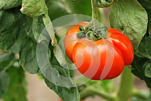 Organic tomato on the vine