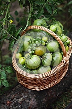 Organic tomatoes in a basket