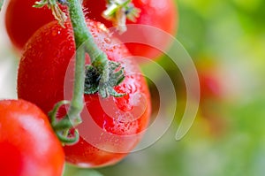Organic tomatoes on branch