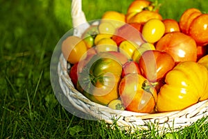 Organic tomatoes of different colors in a basket