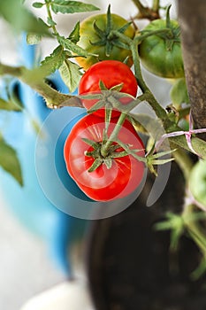 Organic tomatoes in the garden