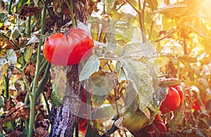 Organic tomatoes in a greenhouse. Garden Fresh Red Ripe Tomatoes