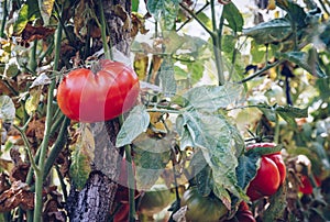 Organic tomatoes in a greenhouse. Garden Fresh Red Ripe Tomatoes on Vine. Delicious fresh tomatoes growing in a garden close-up.