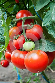 Organic tomatoes photo