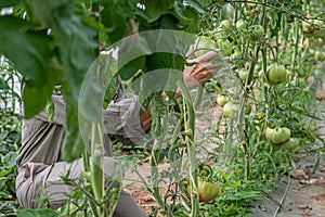 Organic tomatoes, harvesting in the garden