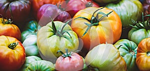 Organic tomatoes, homegrown vegetables, summer food background, homesteading and healthy eating