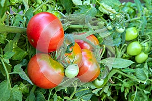 Organic tomatoes ripen in the garden.