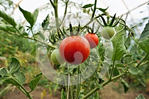 Organic tomatoes ripen in a greenhouse