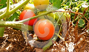 Organic tomatoes ripen in the vegetable garden. Red and green tomato on a branch