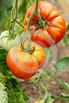 Organic tomatoes on the vine