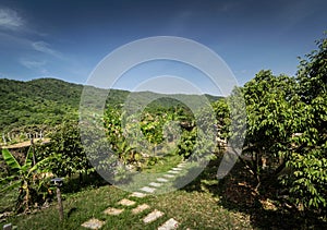 Organic tropical fruit farm plantation scenic view near kampot cambodia