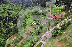 Organic tropical hill slope garden with walk-way path and a small fish pond next to forest in