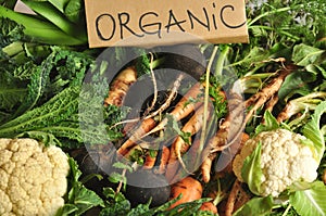 Organic vegetables black turnips, cauliflower, carrots, kale photo