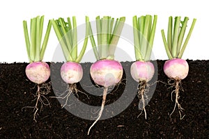 Organic Turnip Root Vegetables Growing in Soil