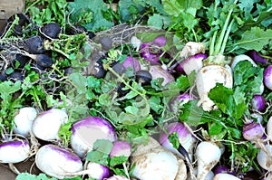 Organic vegetables in a market : turnips photo