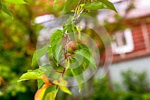 Organic unripe apricot growing on branch