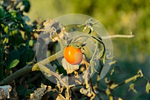 Organic unripe tomato on the green foliage