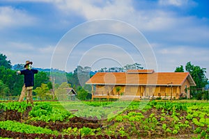 Organic vegetable farm in the morning, fresh, healthy