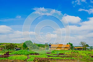 Organic vegetable farm in the morning, fresh, healthy