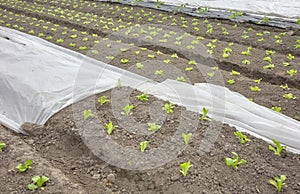 Organic vegetable farm with nonwoven agrotextile covering plants, focus on the foreground