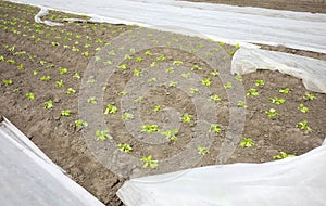 Organic vegetable farm with nonwoven agrotextile covering plants, focus on the foreground