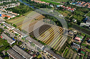 Organic Vegetable Farming, Agriculture Aerial Photography