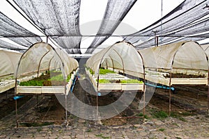 Organic vegetable farms for background.